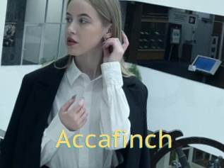 Accafinch