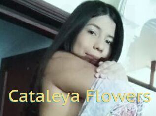 Cataleya_Flowers