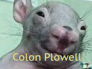 Colon_Plowell