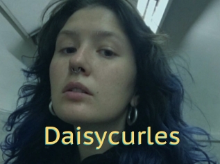 Daisycurles
