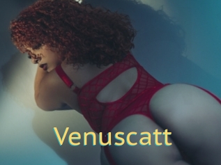 Venuscatt